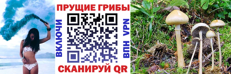 Псилоцибиновые грибы Psilocybine cubensis  Каменск-Уральский 